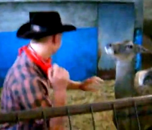 Cel mai prost din curtea scolii: A vrut sa se bata parte in parte cu O CAPRIOARA! Si-a luat mare OMOR :)) VIDEO