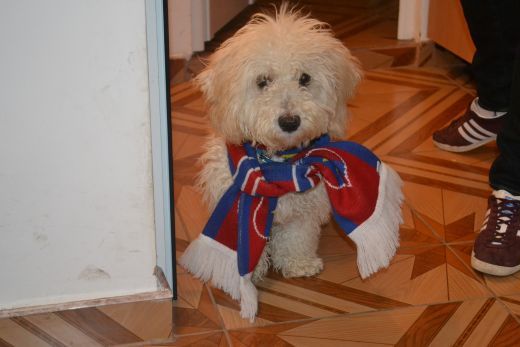 LIVEBLOG Stelistii sarbatoresc saptamana ros-albastra! A aparut poezia victoriei cu Ajax! Cele mai tari imagini trimise de stelisti la contact@sport.ro:_17