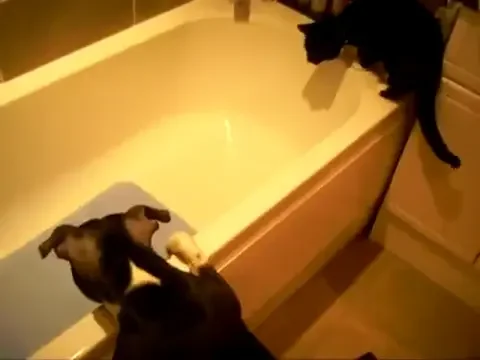 Sunt cei mai buni prieteni dar si-a adus aminte ca el e caine si ea pisica! Vezi ce i-a facut cainele asta nemernic :)) VIDEO