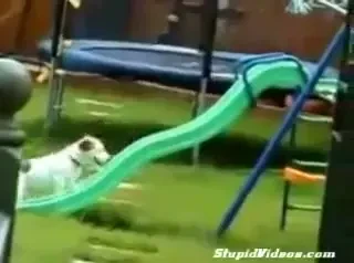 O sa razi toata ziua la clipul asta! Crezi ca reuseste sa urce pana in varf? Vezi ce se intampla cand isi ia avant :)) SUPER VIDEO