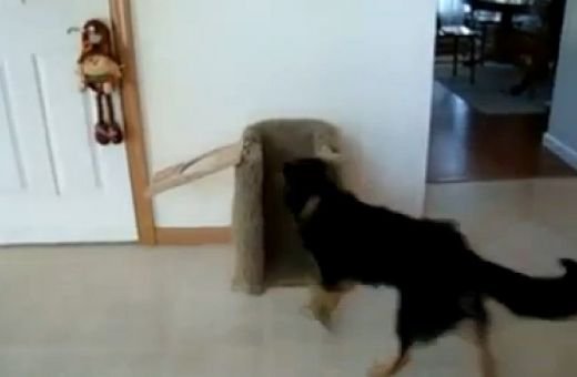 Cel mai FERICIT caine din lume! Faza care a adunat mii de LIKE-uri! Vezi ce face cand ii e foame! VIDEO