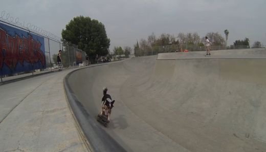 Ai, n-ai caine, trebuie sa vezi clipul asta! Primul catel care face parkour e GENIAL! VIDEO