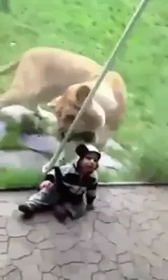 Scene HORROR la Zoo! Reactia unei leoaice cand vede un copil imbracat in zebra! VIDEO