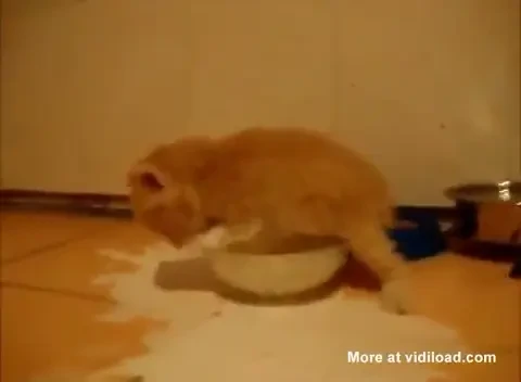 Asta e PISOIUL pe BATERII! :) Cea mai simpatica faza de pe internet! Cum reactioneaza cand ii e foame! VIDEO