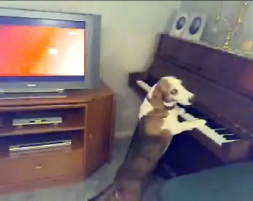 VIDEO INCREDIBIL! El e cainele Mozart: canta la pian si voce in acelasi timp! N-ai vazut niciodata asa ceva: