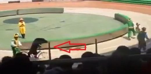 HORROR: Daca nu stai bine cu inima, nu te uita la clipul asta: Nu vrei sa stii ce a facut ursul din poza! VIDEO