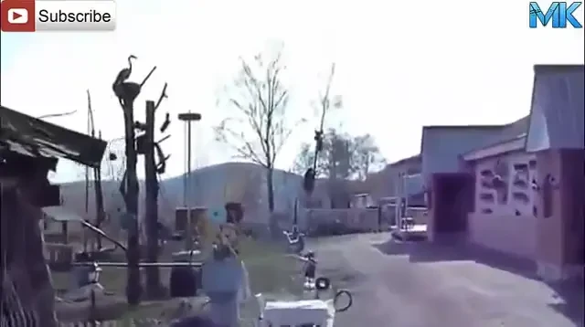 FABULOS! Un barbat se urca in copac iar ursul o ia dupa el! Vezi ce face pentru a scapa de urs! VIDEO