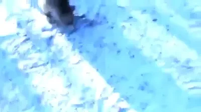 GENIAL! Asta-i primul URS care e HOT de masini! Faza UNICA surprinsa in padure: