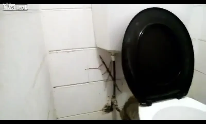 Aparitie SOCANTA in baie! Un tanar a ramas uluit cand a vazut asta! Ce se ascundea in intuneric! VIDEO