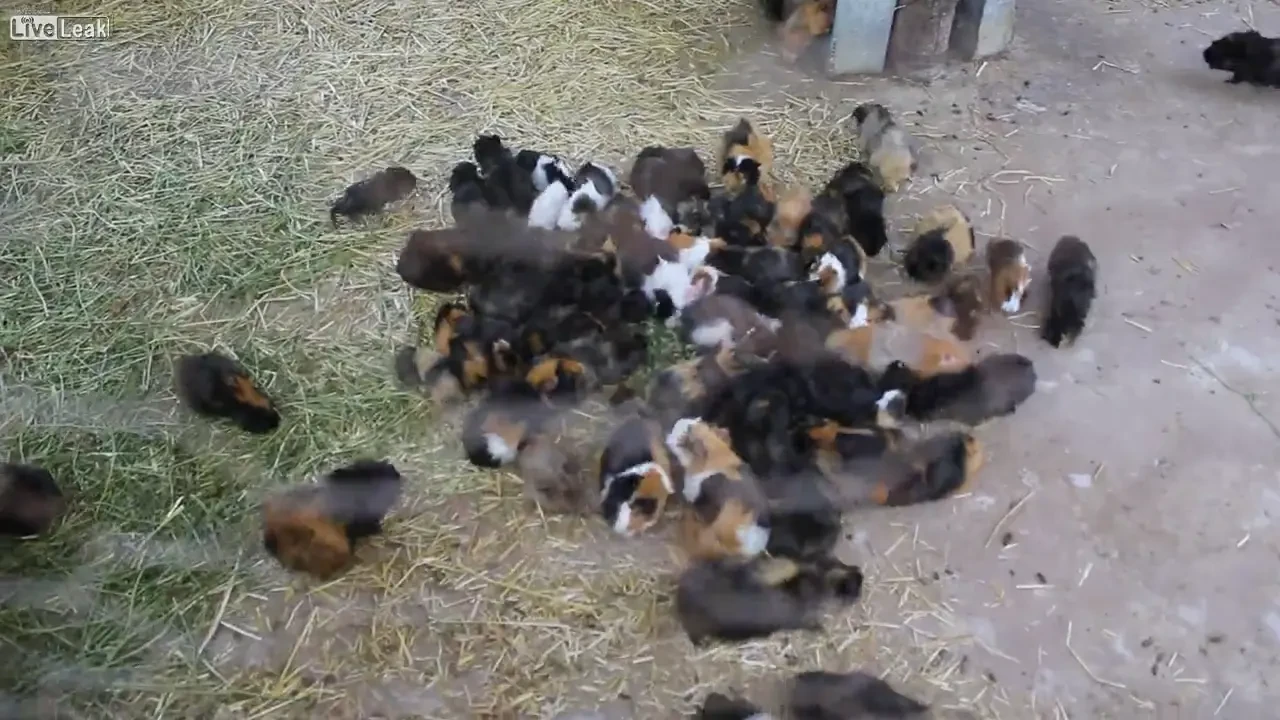 Cum au avut INIMA sa faca asta? Animalele au fost ingrozite, totul e FILMAT! VIDEO