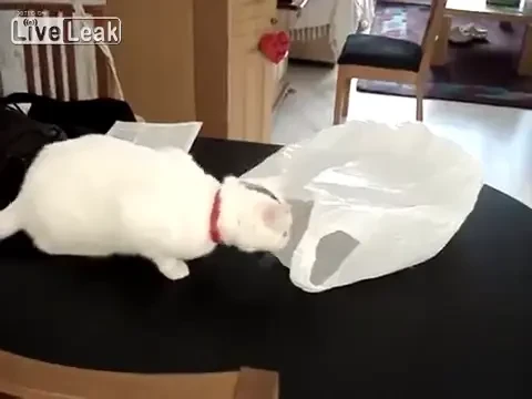 A intrat intr-o PUNGA! Ce a urmat e de cascadorii rasului! Faza incredibila filmata cu camera! VIDEO