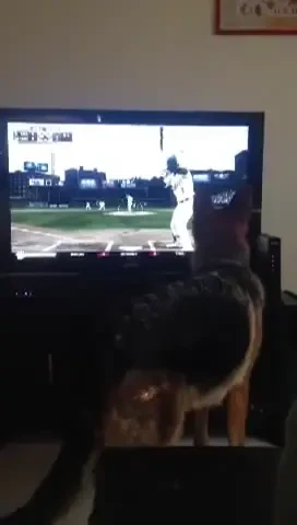 DEMENTIAL! Se uita linistit la meci cand a avut loc dezastrul! Ce nu trebuie sa faci niciodata: VIDEO