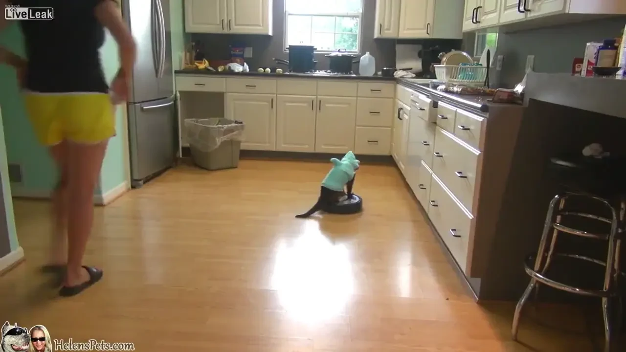 GENIAL! S-a intamplat in bucatarie! "Ce faci acolo, ce e cu tine!?" Momentul in care mii de oameni au ramas interzisi! VIDEO