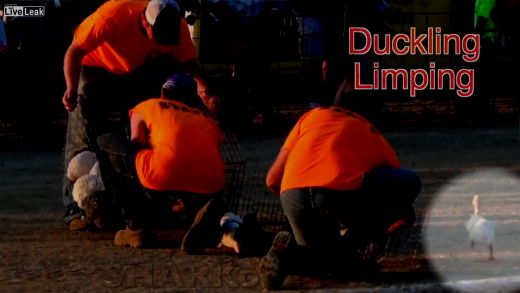 CRUZIME fara precedent fata de animale! Au inventat o sarbatoare MONSTRU: copiii matrateaza animale pentru distractie! VIDEO: