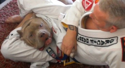 Cel mai tare partener de antrenament! Vezi care este REACTIA acestui pitbull cand este "chinuit" de stapanul sau! VIDEO