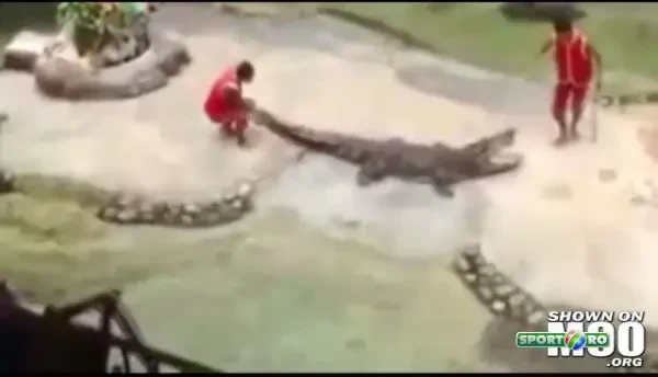 Un dresor si-a bagat CAPUL in gura crocodilului: Mare greseala! Vezi ce s-a intamplat: VIDEO