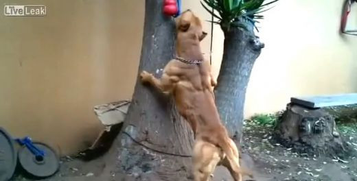 Si-a indopat catelusul cu ANABOLIZANTE si l-a transformat intr-o masina de ucis! Cum arata cainele CULTURIST: VIDEO