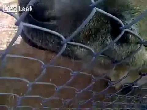 Ai crede ca sunt doua BESTII, dar de fapt sunt niste pisicute dragalase! VIDEO ULUITOR: cum se comporta 2 hiene cu o femeie