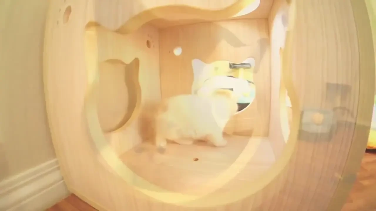 Pare un animalut firav, cand deschide gura zici ca-i POSEDATA! Nu ai mai vazut niciodata asa ceva! Ce face aceasta pisicuta: Video