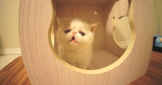 Pare un animalut firav, cand deschide gura zici ca-i POSEDATA! Nu ai mai vazut niciodata asa ceva! Ce face aceasta pisicuta: Video