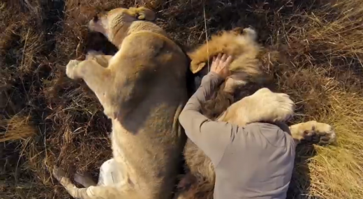 Leii si hienele UCIGASE sunt doar niste pisicute pentru el! Omul asta intrece orice LIMITA! Vezi cum reactioneaza animalele cand il vad: VIDEO