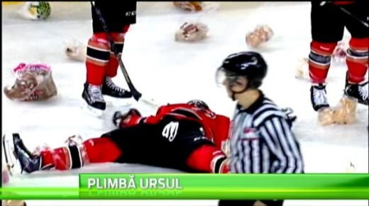 30.000 de ursi pe un teren de hochei din Canada! Ce s-a intamplat cu animalutele dupa meci: