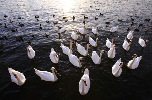 Nu e GLUMA! In Australia lebedele fac surf! Nici turistilor nu le vine sa creada ceea ce vad! VIDEO