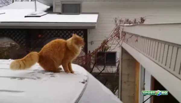 Cea mai tare faza a zilei! Reuseste Waffles aceasta saritura sau nu? :)) VIDEO