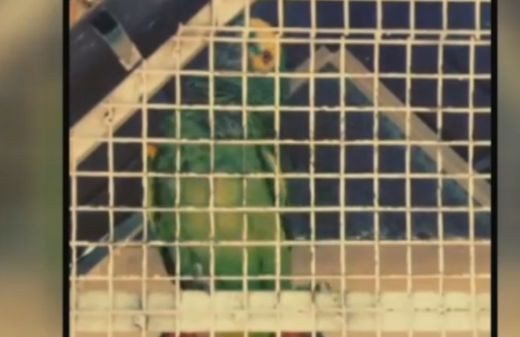 DEMENTIAL! Si-a invatat papagalul sa cante la golurile unui jucator! Razi cu lacrimi cand il auzi cum face: VIDEO