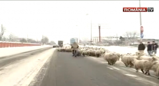 Ninsoarea nu era de ajuns! OILE lui Becali au blocat traficul de pe Centura! Vezi IMAGINI: