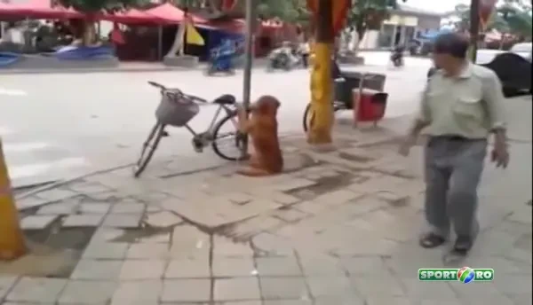 Cel mai tare sistem anti-furt pentru biciclete :) Cainele acesta este incredibil! Ce se intampla cand se intoarce stapanul te va lasa fara cuvinte: VIDEO