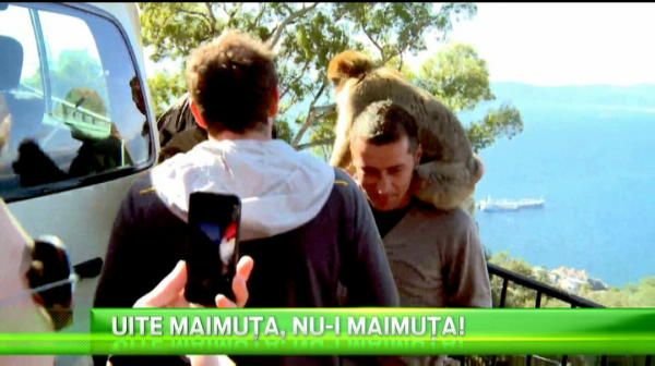 Fotbalistii Otelului s-au dus sa vada si ei celebrele maimute din Gibraltar! Maimutele s-au ascuns! :) VIDEO