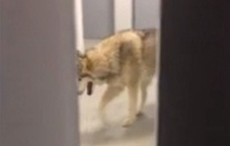 Spaima unei sportive din America la Soci. Momentul in care s-a trezit cu un LUP la usa camerei. VIDEO