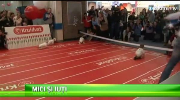 Nu stiu inca sa mearga, dar au participat deja la prima cursa din viata lor. Olandezii au gazduit cursa bebelusilor VIDEO