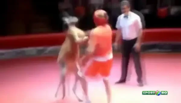 Om vs Cangur in cel mai tare meci de box din toate timpurile! Cine crezi ca a castigat? VIDEO