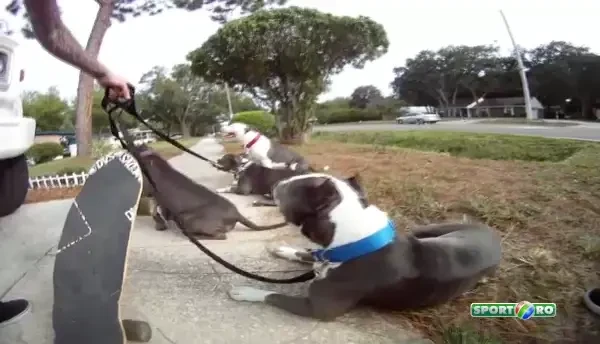 Si-a pus bestiile in lesa si a facut o plimbare mai ceva ca in filme! Un barbat, un skateboard si 4 pitbulli periculosi! VIDEO