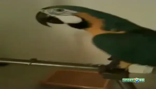 Papagalul unui fan Manchester United a innebunit sezonul asta! Cum a ajuns sa injure dupa ce se uita la meciuri :)) VIDEO