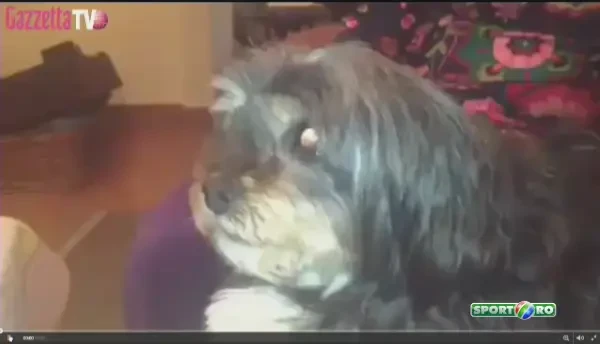 Cainele care tine cu Real Madrid :)