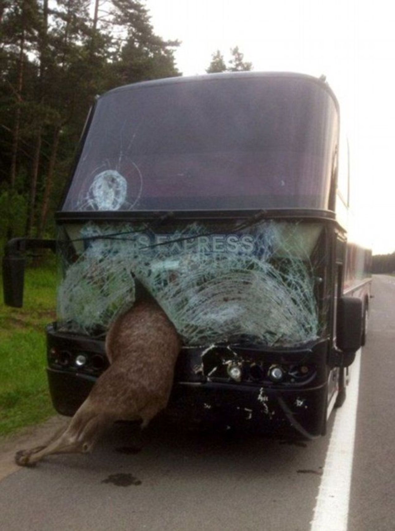 Accident BIZAR. Un ELAN a fost lovit de un autocar, imaginile sunt tulburatoare. Ce au descoperit politistii e incredibil_3