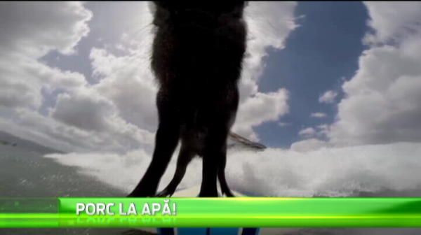 NU E O GLUMA: asta e cel mai tare surfer pe care l-ai vazut vreodata pe placa! :)) VIDEO