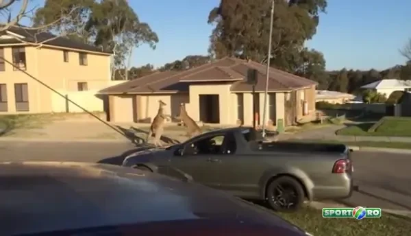 "Only in Russia" e istorie! Cea mai tare bataie de strada vine din Australia! :) Doi canguri au spulberat linistea cartierului: