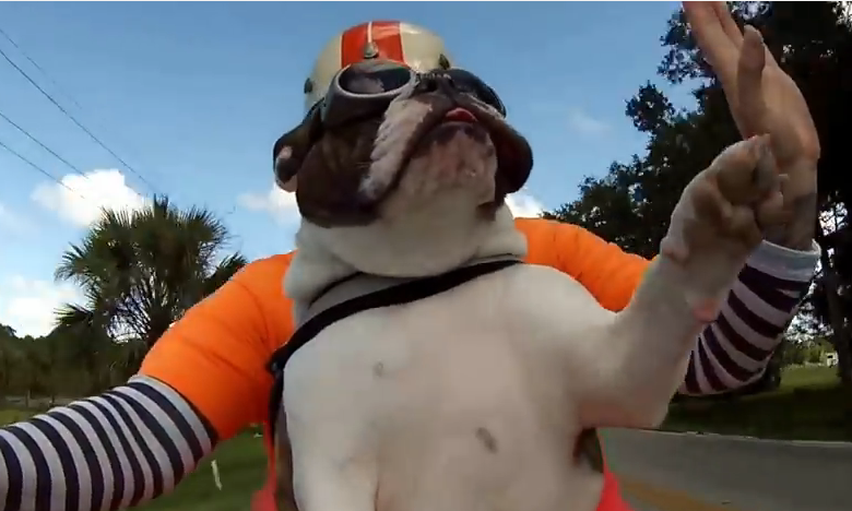 Caterinca zilei: cel mai cool bulldog din lume se plimba in fiecare zi cu motocicleta si isi saluta prietenii din mers :) VIDEO