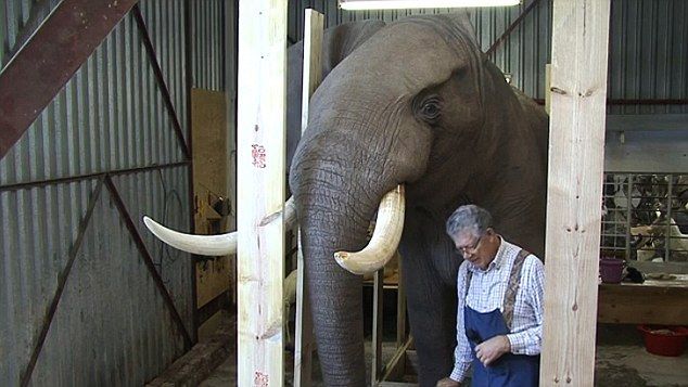Ioan Niculae, pe prima pagina Daily Mail! Englezii sunt scandalizati dupa ce au aflat ca a IMPUSCAT un elefant si l-a impaiat!_2