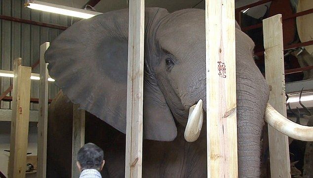 Ioan Niculae, pe prima pagina Daily Mail! Englezii sunt scandalizati dupa ce au aflat ca a IMPUSCAT un elefant si l-a impaiat!_3