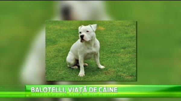 Balotelli are mai multi caini decat goluri la Liverpool! :) A facut o fapta buna de sarbatori: a adoptat doi pitbulli! VIDEO