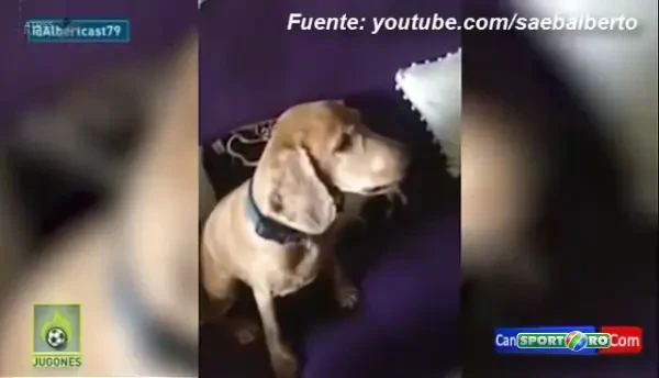 "Lucky, cum a facut Cristiano?" :)) Un caine incearca sa imite urletul lui Ronaldo dupa castigarea Balonului de Aur: VIDEO