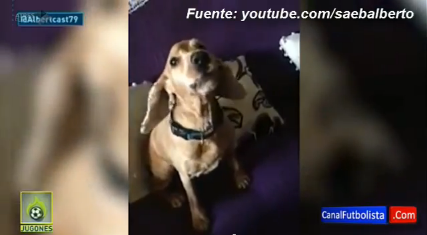 Lucky, cum a facut Cristiano? :)) Un caine incearca sa imite urletul lui Ronaldo dupa castigarea Balonului de Aur: VIDEO