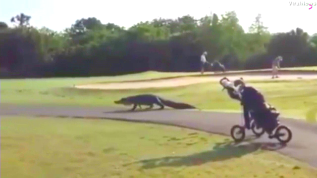 Moment incredibil la un turneu de golf. Cum au reactionat jucatorii cand s-au trezit cu un aligator in fata lor