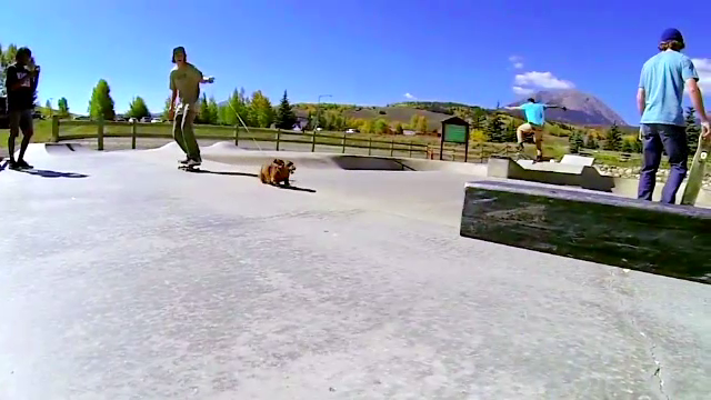 Ce nebunie! Cum arata primul expert pe skateboard care se antreneaza cu ajutorul CAINELUI sau