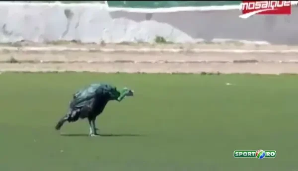 Nu se asteptau NICIODATA sa apara asa ceva in teren! :) Ce au patit jucatorii la un meci din Tunisia